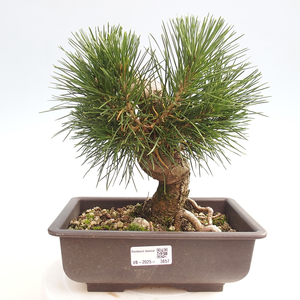 Bonsái de exterior - Pinus thunbergii - Pino Thunberg