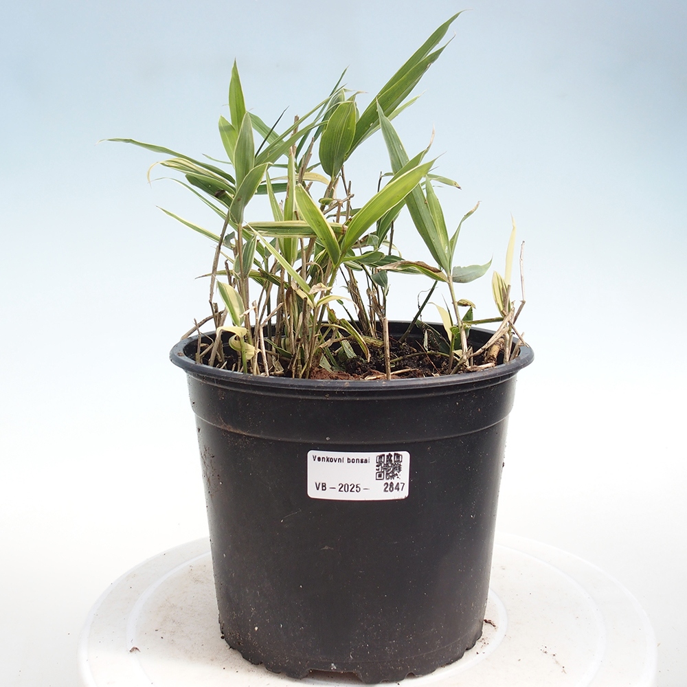 Bonsái de exterior - Sasaella masamuneana Albostriata - Bambú