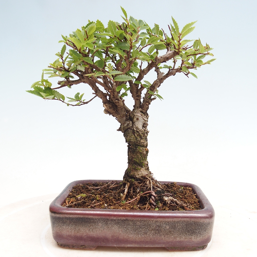 Bonsai de exterior - Zelkova - Zelkova NIRE