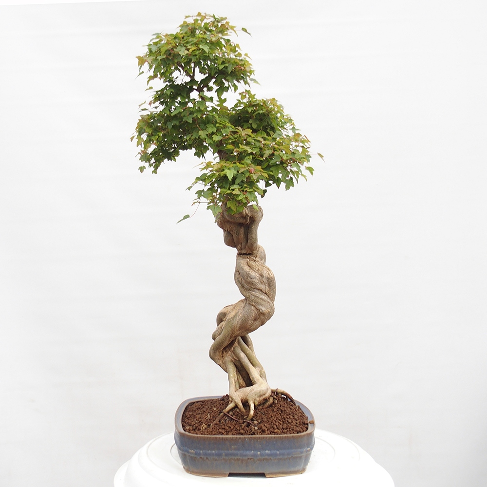 Bonsai de exterior - Acer Buergerianum - Arce hamburgués
