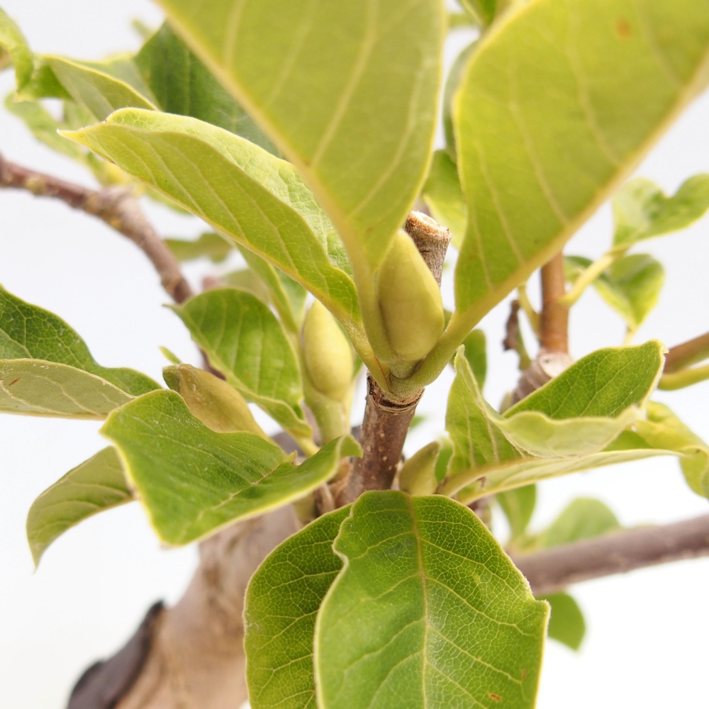 Bonsai de exterior - Magnolia loebneri merrill - Magnolia