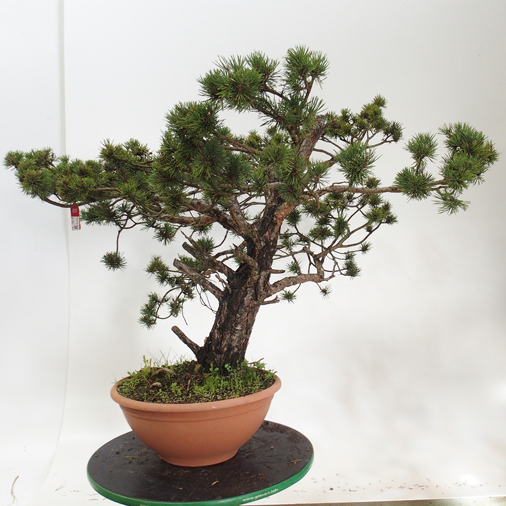 Yamadori - Pinus sylvestris España