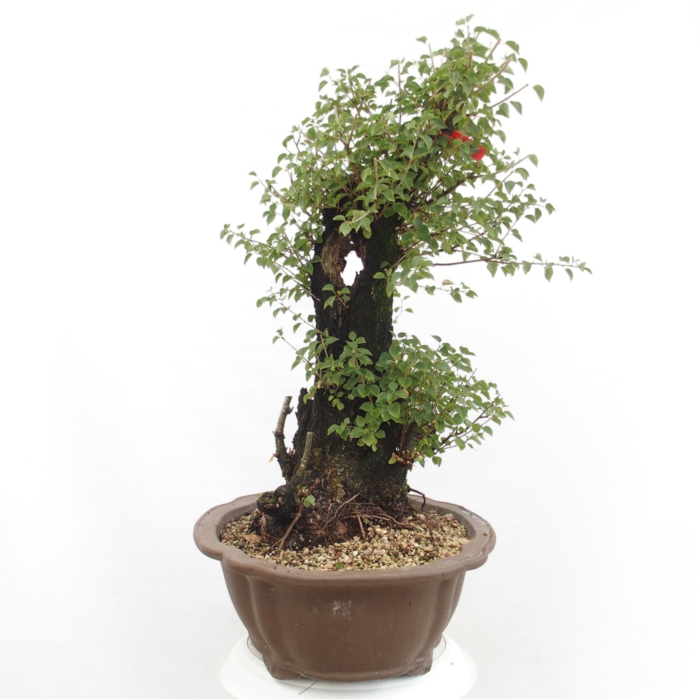 Bonsai de exterior - Mahalebka - Prunus mahaleb