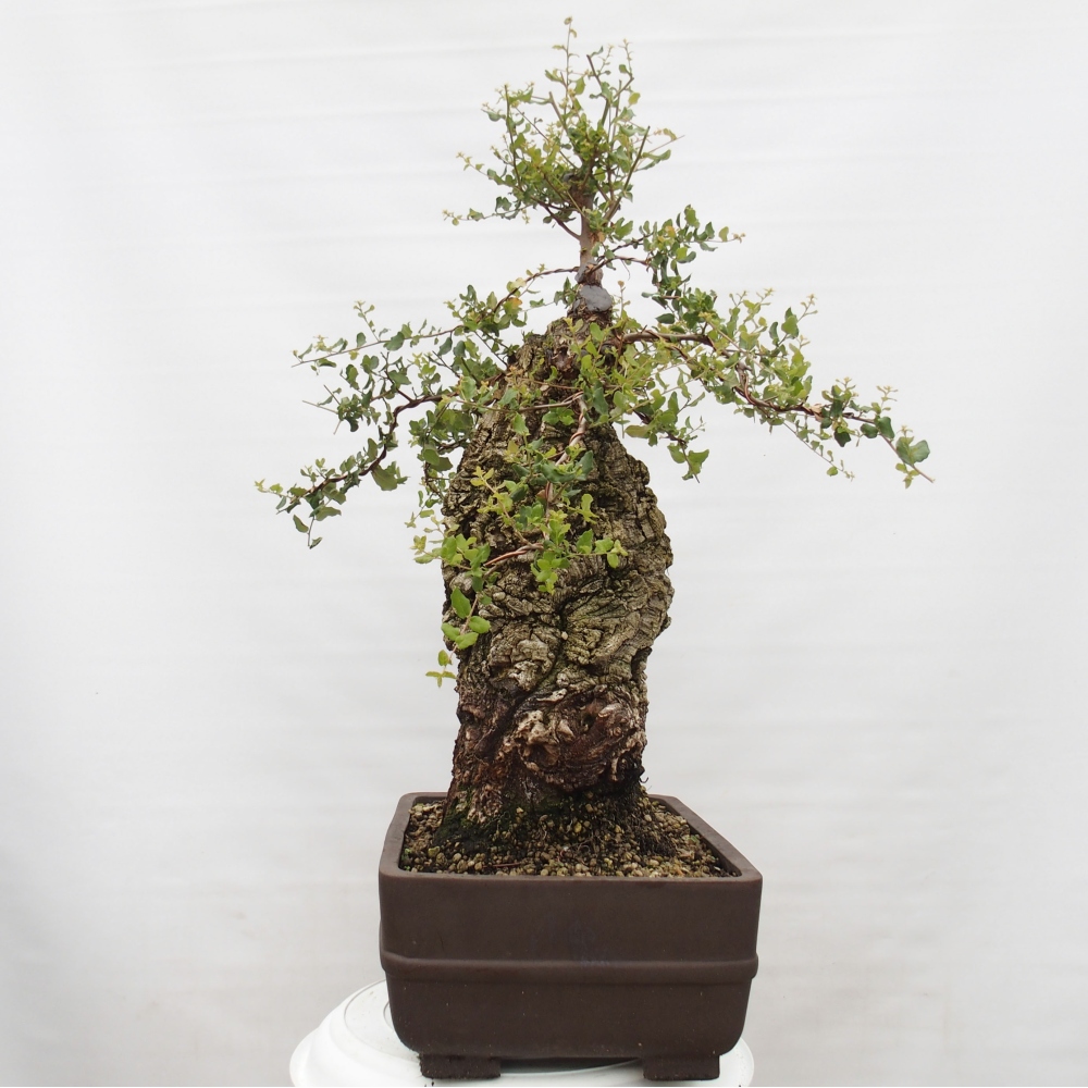 bonsai de exterior Quercus suber - Alcornoque