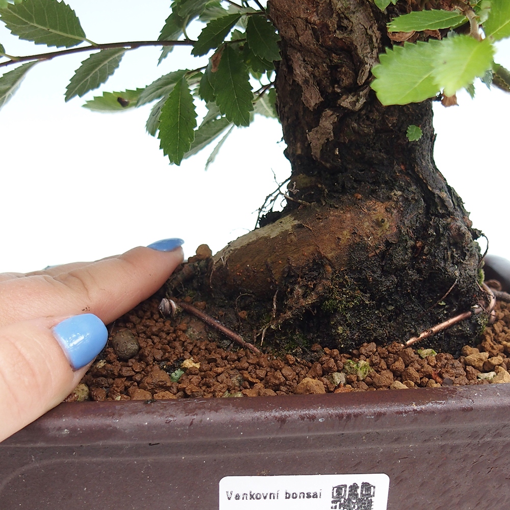 Bonsai de exterior - Zelkova - Zelkova NIRE