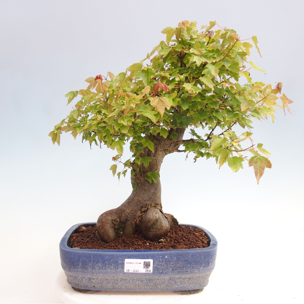 Bonsai de exterior - Acer Buergerianum - Arce hamburgués