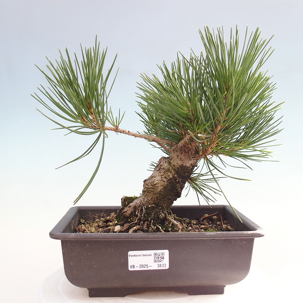 Bonsái de exterior - Pinus thunbergii - Pino Thunberg