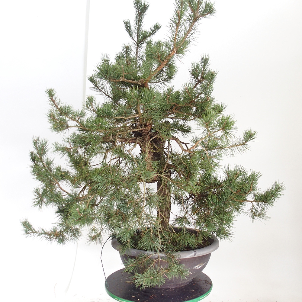 Yamadori - Pinus sylvestris España
