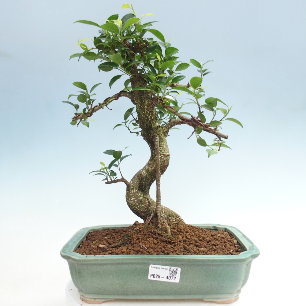 Bonsái de habitación - Ficus kimmen - ficus de hoja pequeña