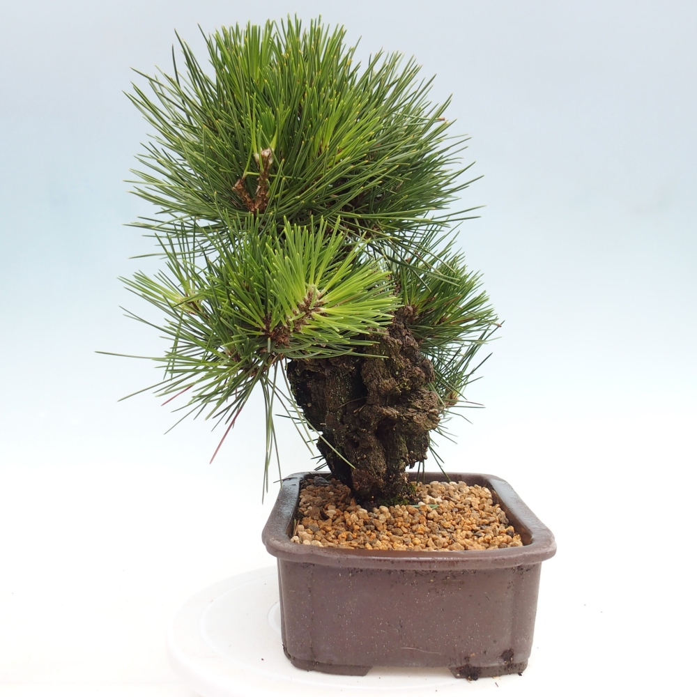 Bonsái de exterior - Pinus thunbergii - Pino Thunberg
