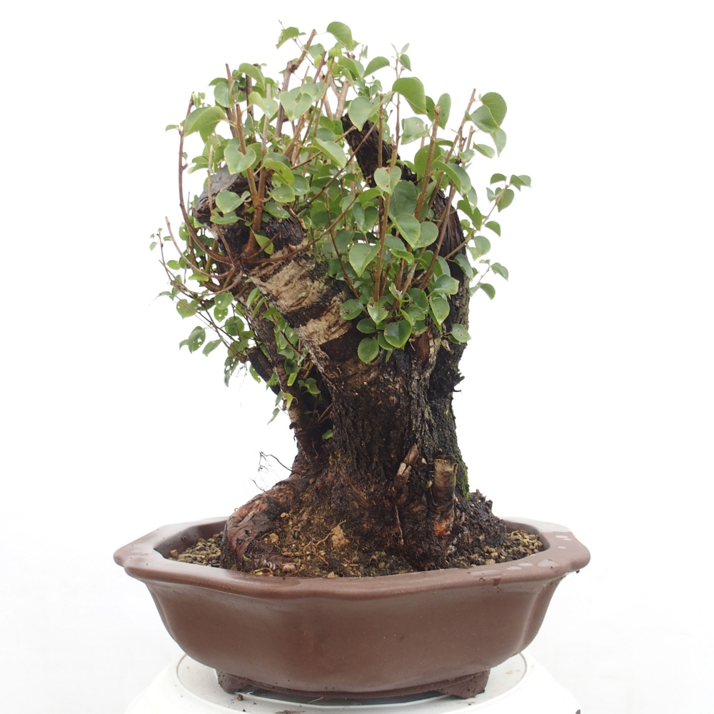Bonsai de exterior - Mahalebka - Prunus mahaleb
