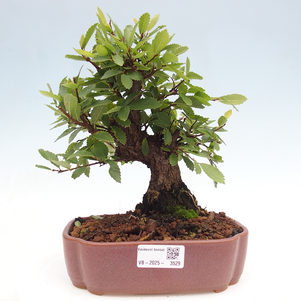 Bonsai de exterior - Zelkova - Zelkova NIRE