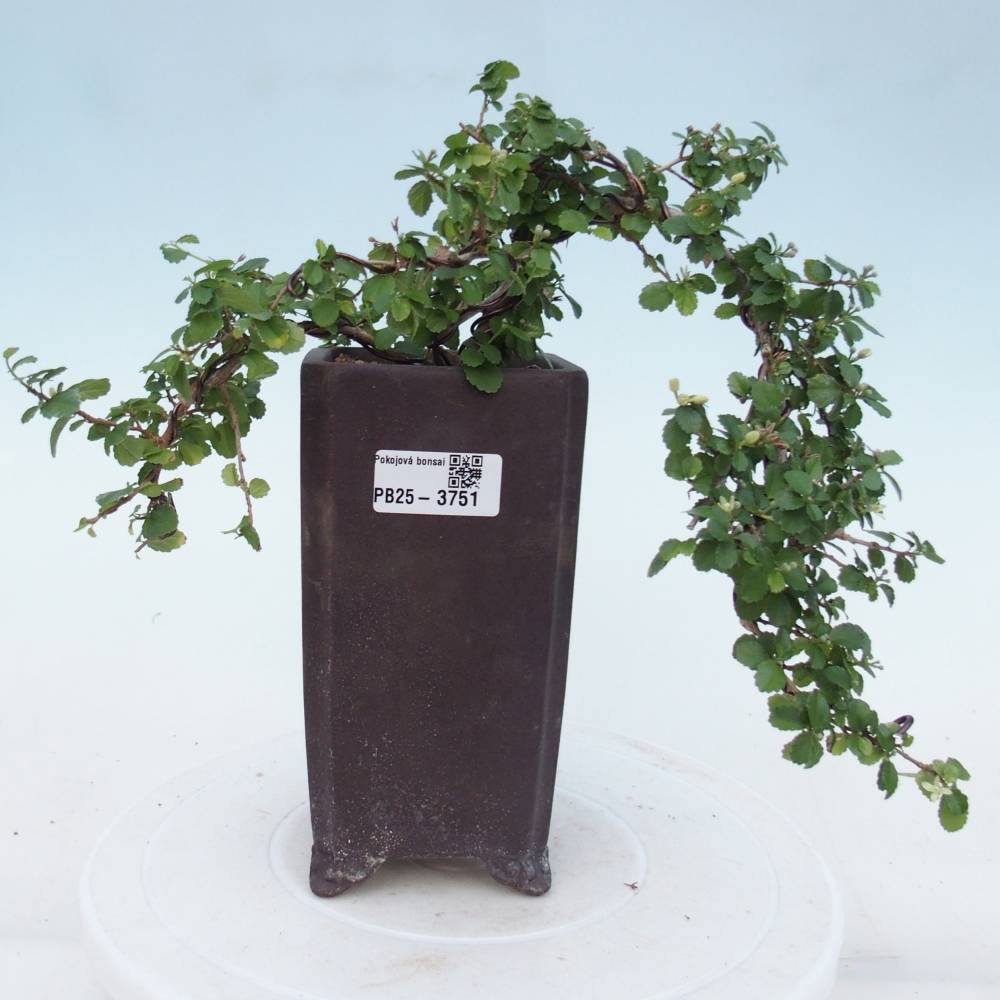 Bonsái de habitación - Grewia sp. - Grewia malafolia