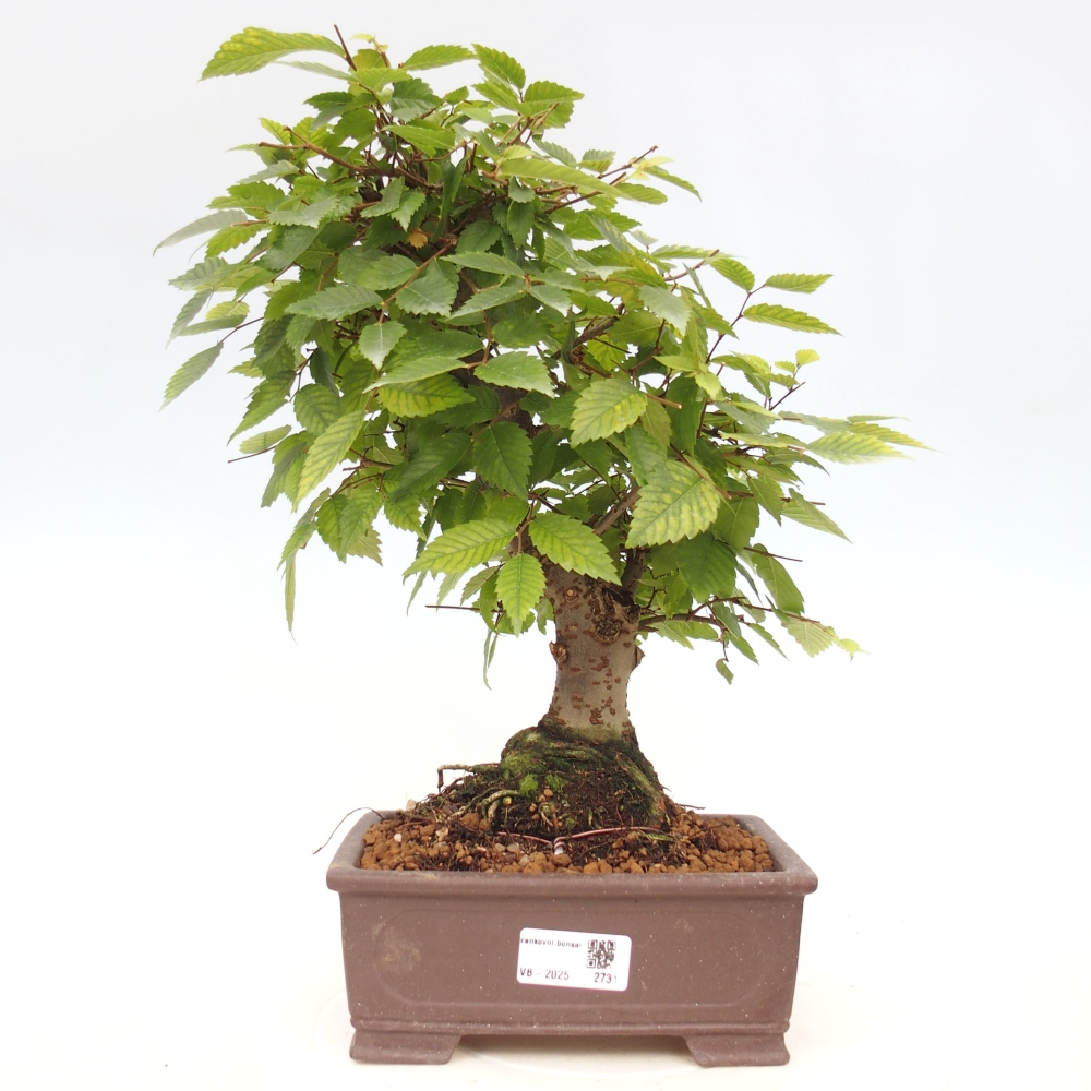 Bonsai de exterior - Zelkova - Zelkova NIRE