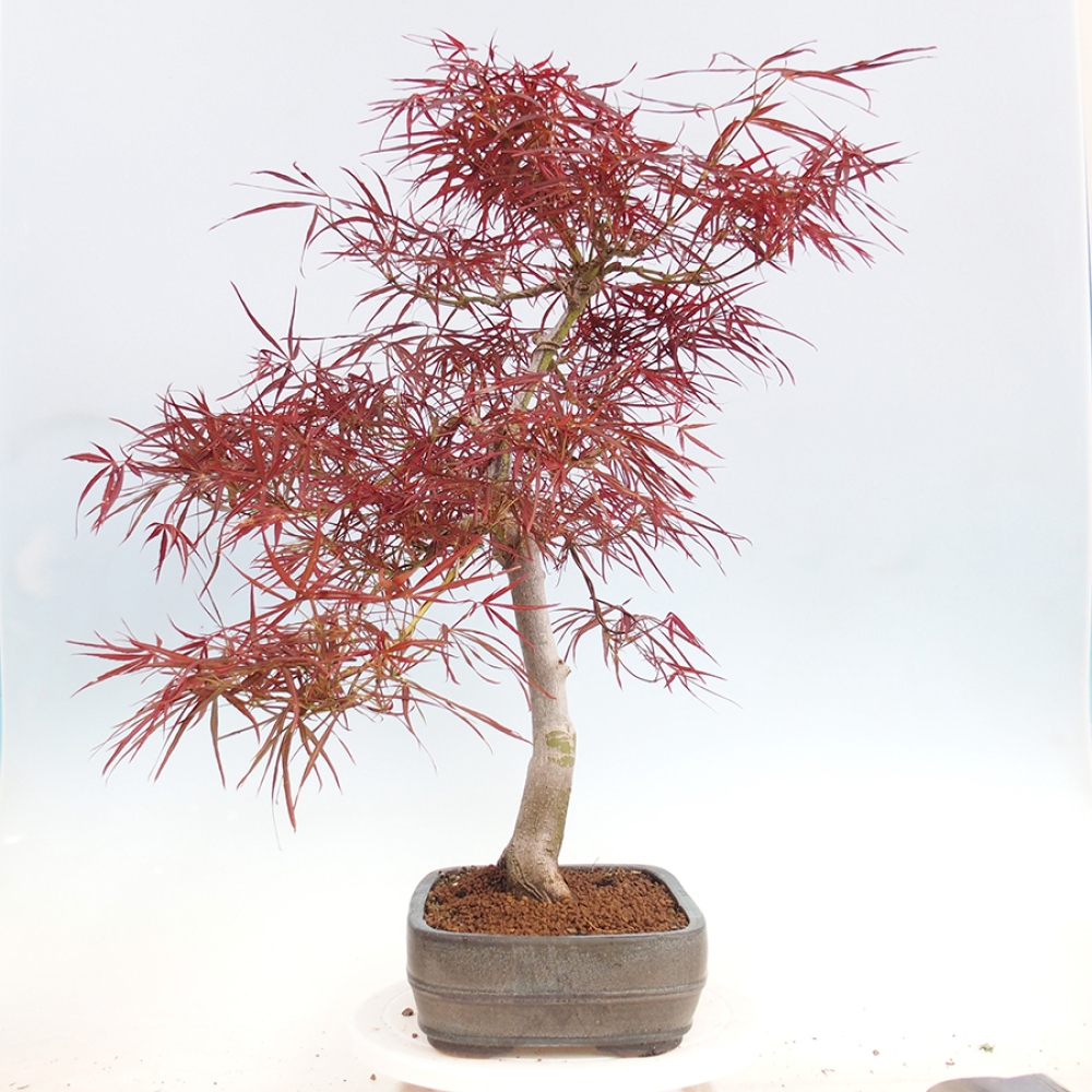 Bonsai de exterior - Acer palmatum RED PYGMY