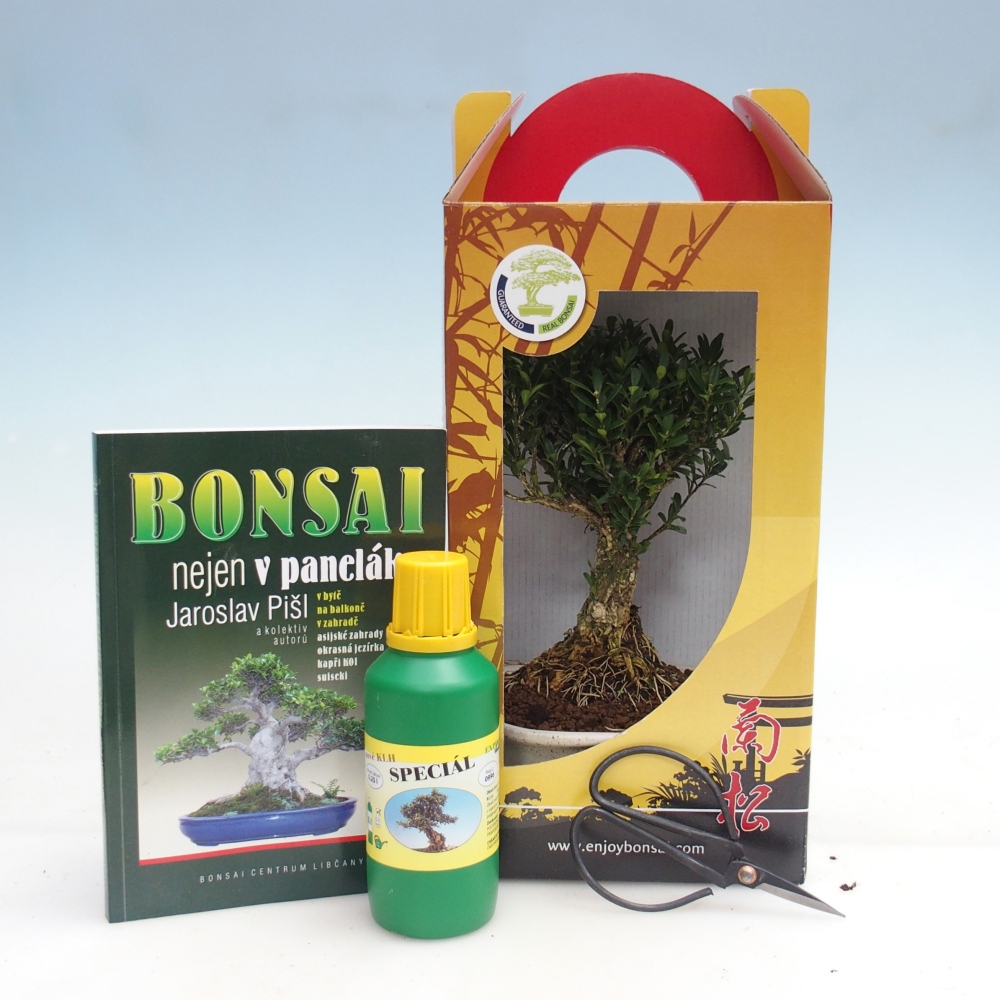 Bonsái de habitación en caja de regalo Buxus harlandii - buxus de corcho