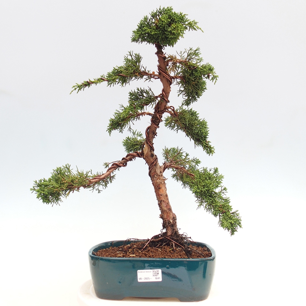 Bonsái de exterior - Juniperus chinensis Kishu