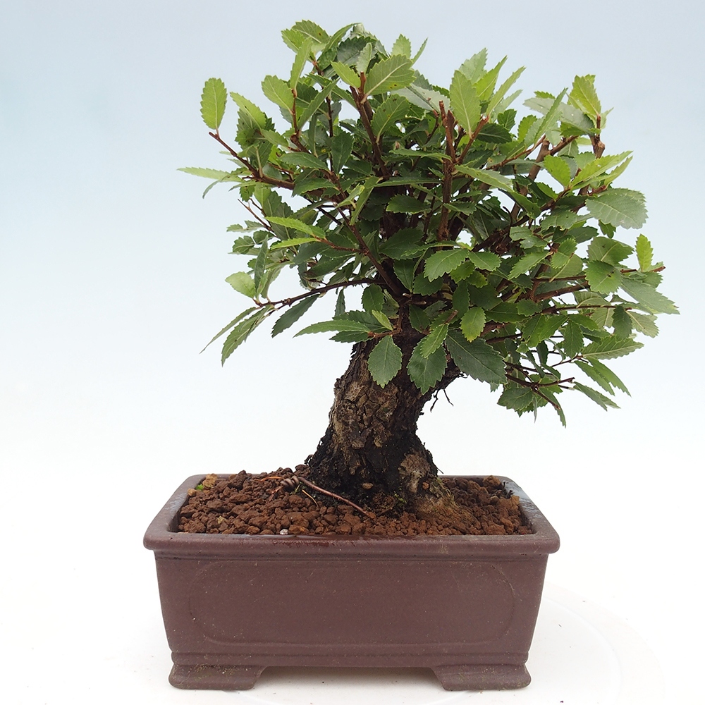 Bonsai de exterior - Zelkova - Zelkova NIRE