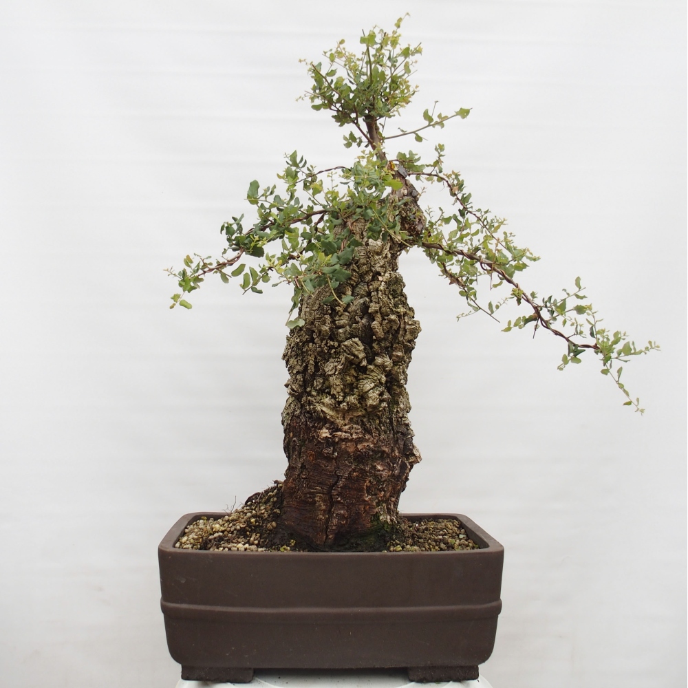 bonsai de exterior Quercus suber - Alcornoque