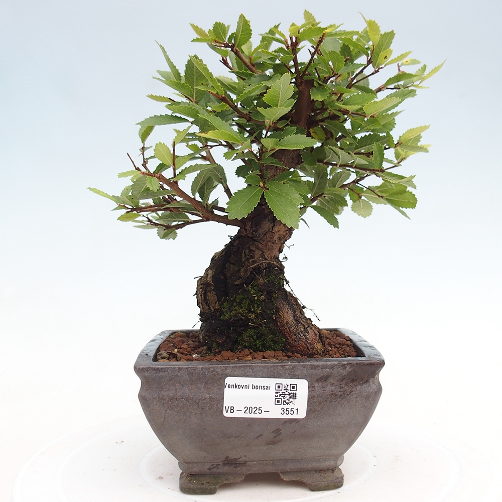 Bonsai de exterior - Zelkova - Zelkova NIRE
