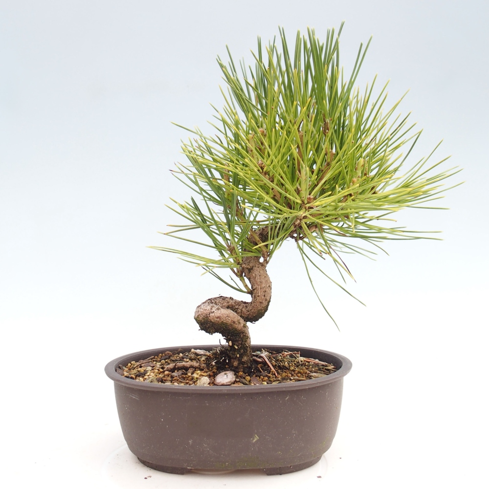 Bonsái de exterior - Pinus thunbergii - Pino Thunberg
