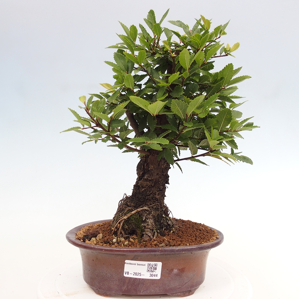 Bonsai de exterior - Zelkova - Zelkova NIRE
