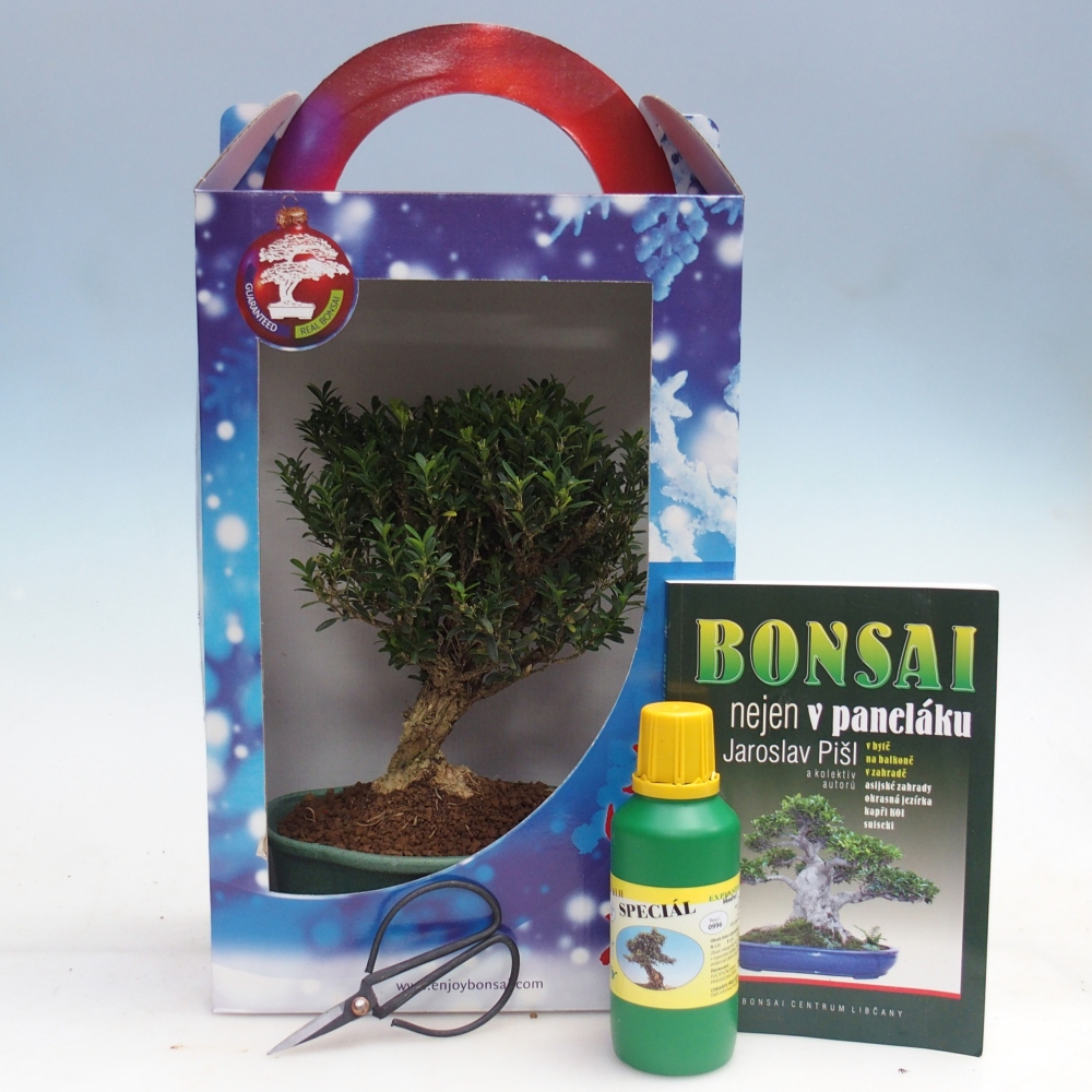 Bonsái de habitación en caja de regalo Buxus harlandii - buxus de corcho