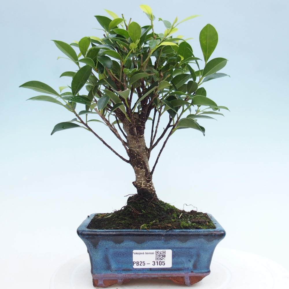 Bonsái de habitación - Ficus retusa - ficus de hoja pequeña