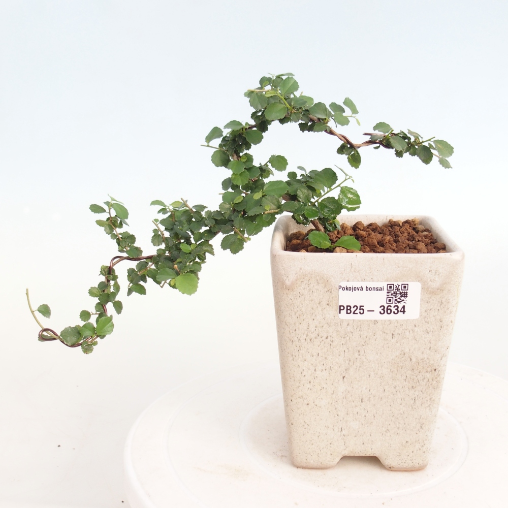 Bonsái de habitación - Grewia sp. - Grewia malafolia