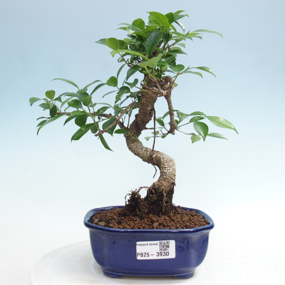 Bonsái de habitación - Ficus retusa - ficus de hoja pequeña
