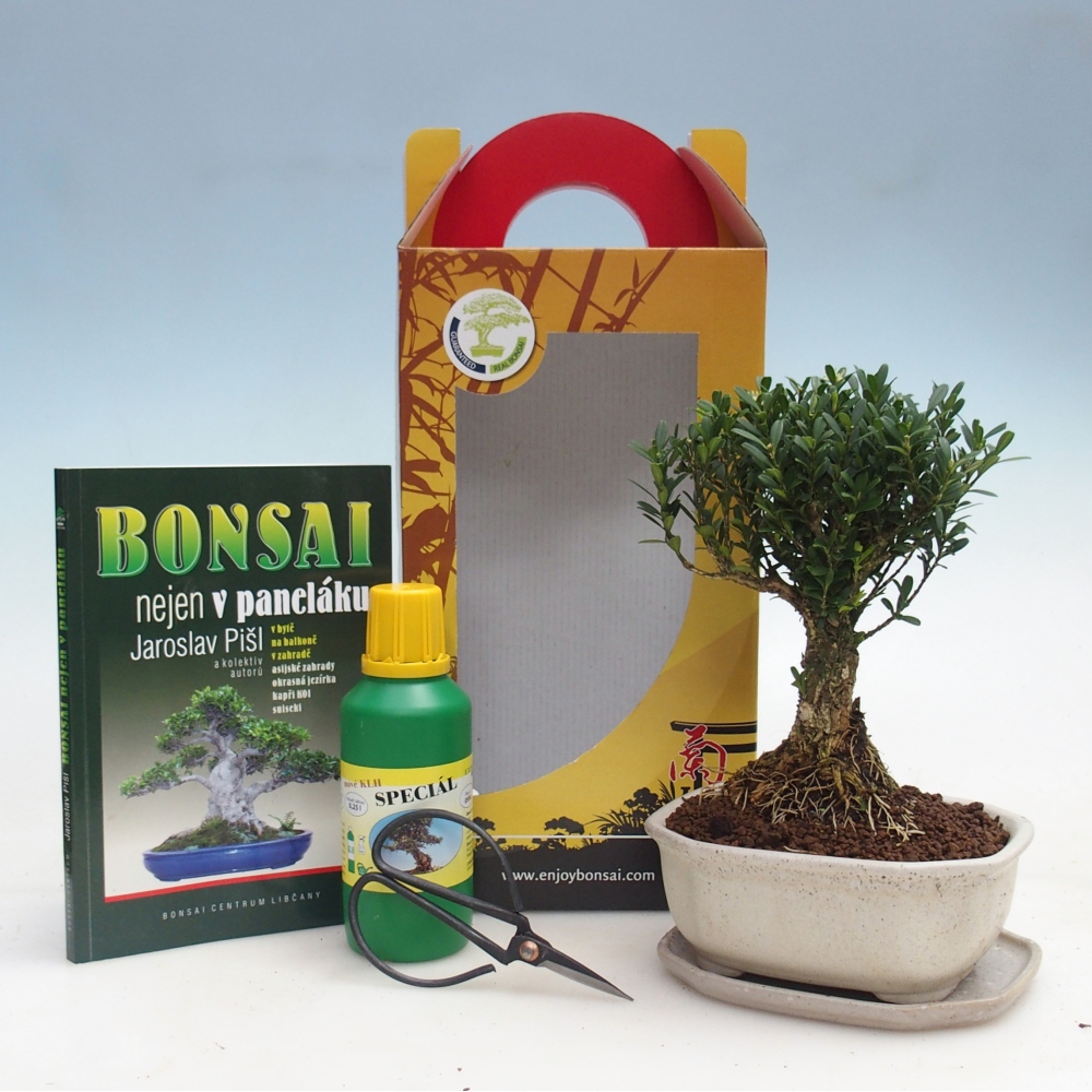 Bonsái de habitación en caja de regalo Buxus harlandii - buxus de corcho