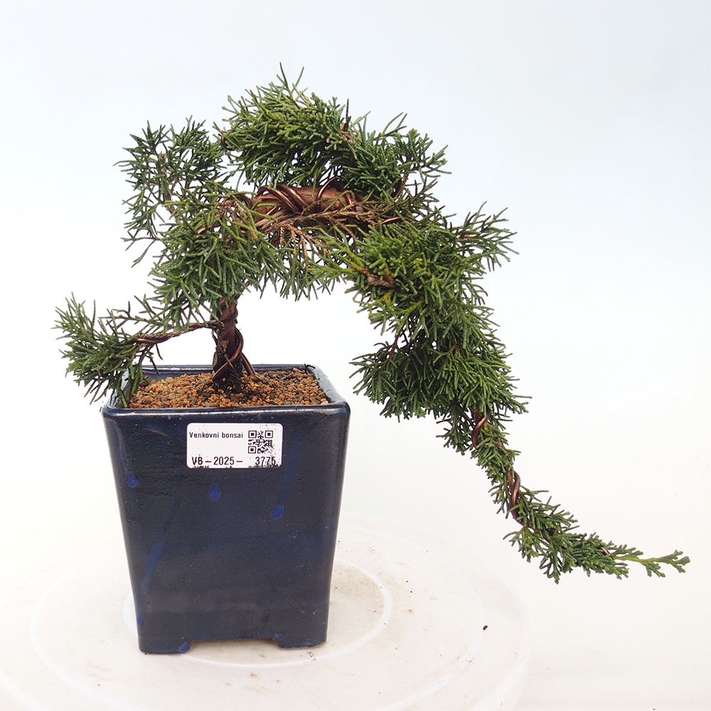 Bonsái de exterior - Juniperus chinensis Kishu