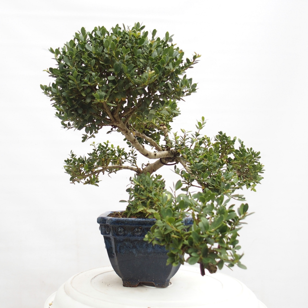 Bonsái de habitación - Ilex crenata - Acebo