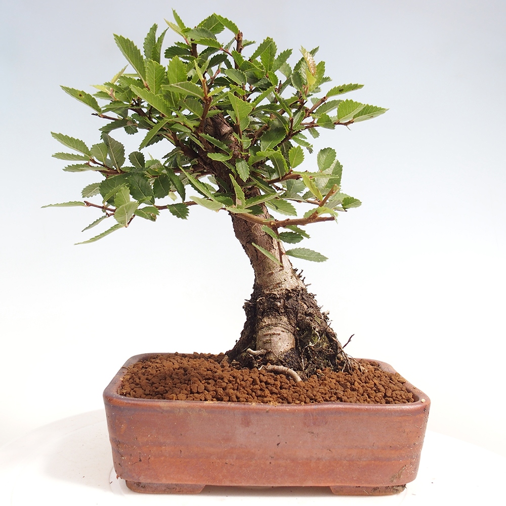 Bonsai de exterior - Zelkova - Zelkova NIRE