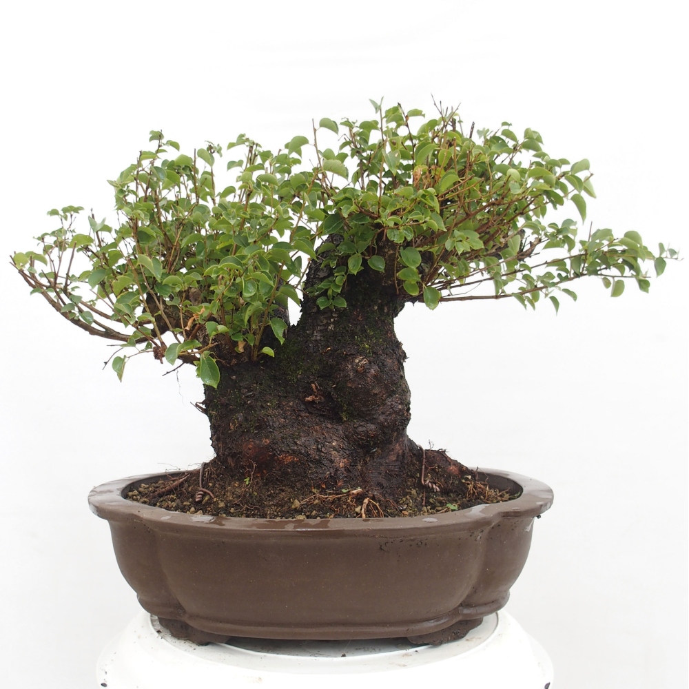 Bonsai de exterior - Mahalebka - Prunus mahaleb