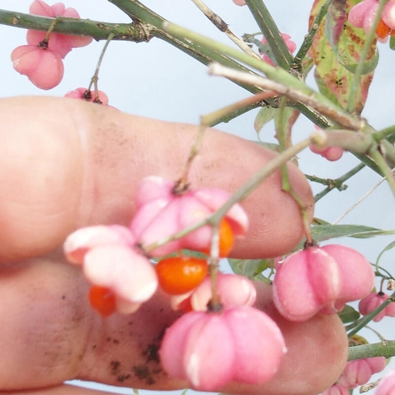 Bonsái de exterior - Olmo europeo - euonimus