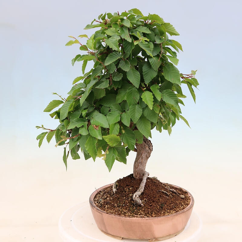 Bonsái de exterior -Carpinus Coreana - Carpe coreano