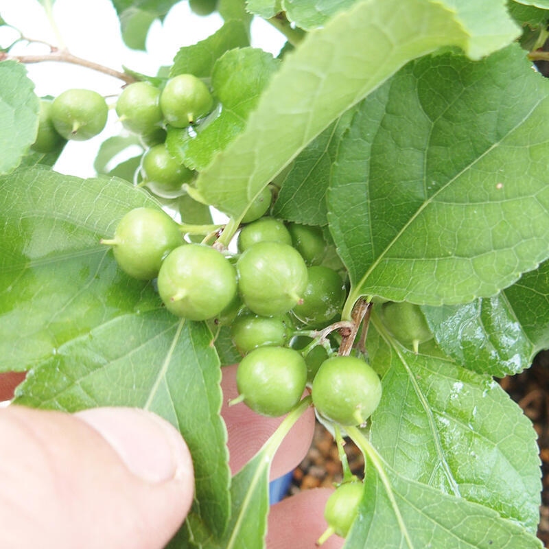 Bonsái de exterior - Celastrus orbiculatus