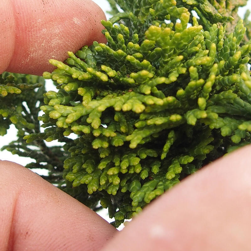 Bonsai de exterior - Cham.pis obtusa Nana Gracilis - Ciprés