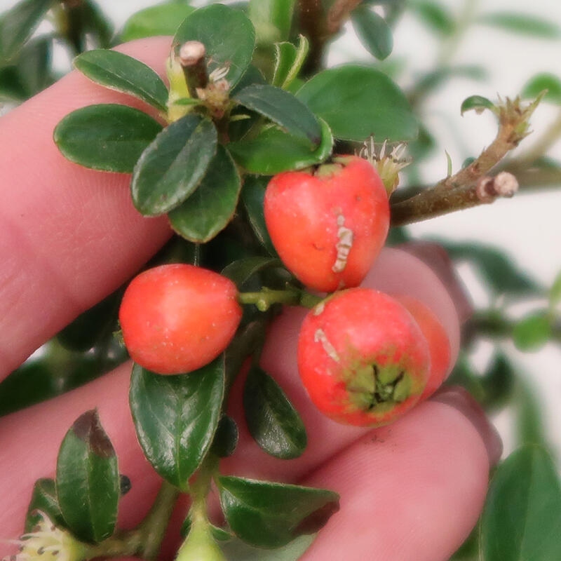 Bonsái de exterior-Cotoneaster dammeri - Damer's Rock