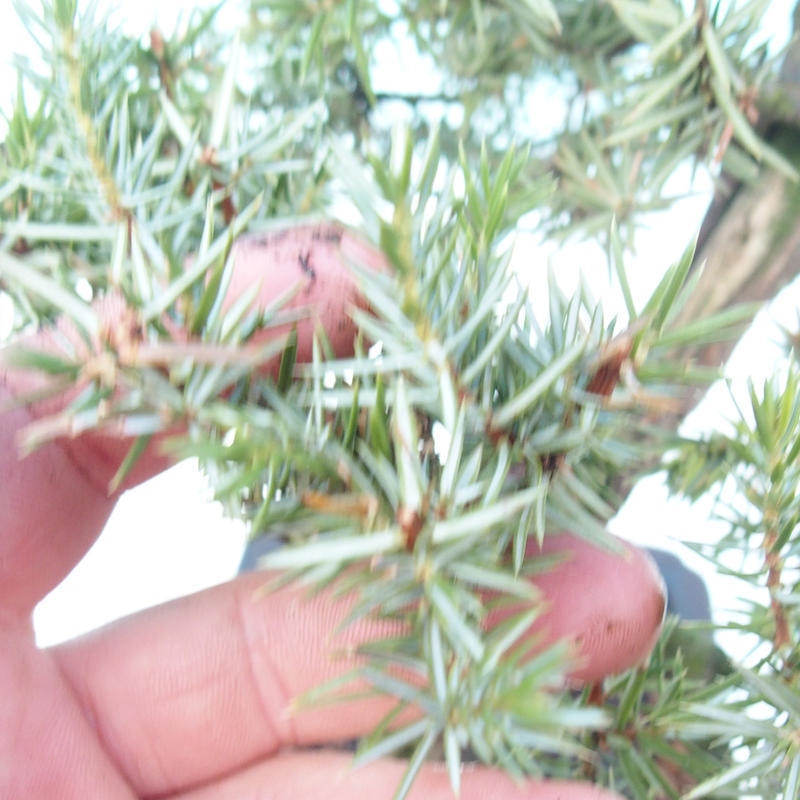 Bonsái de exterior - Juniperus rigida - Juniperus rigida