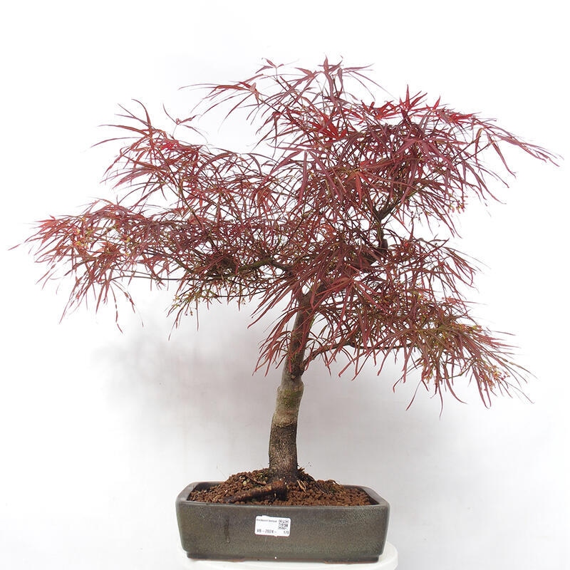 Bonsai de exterior - Acer palmatum RED PYGMY