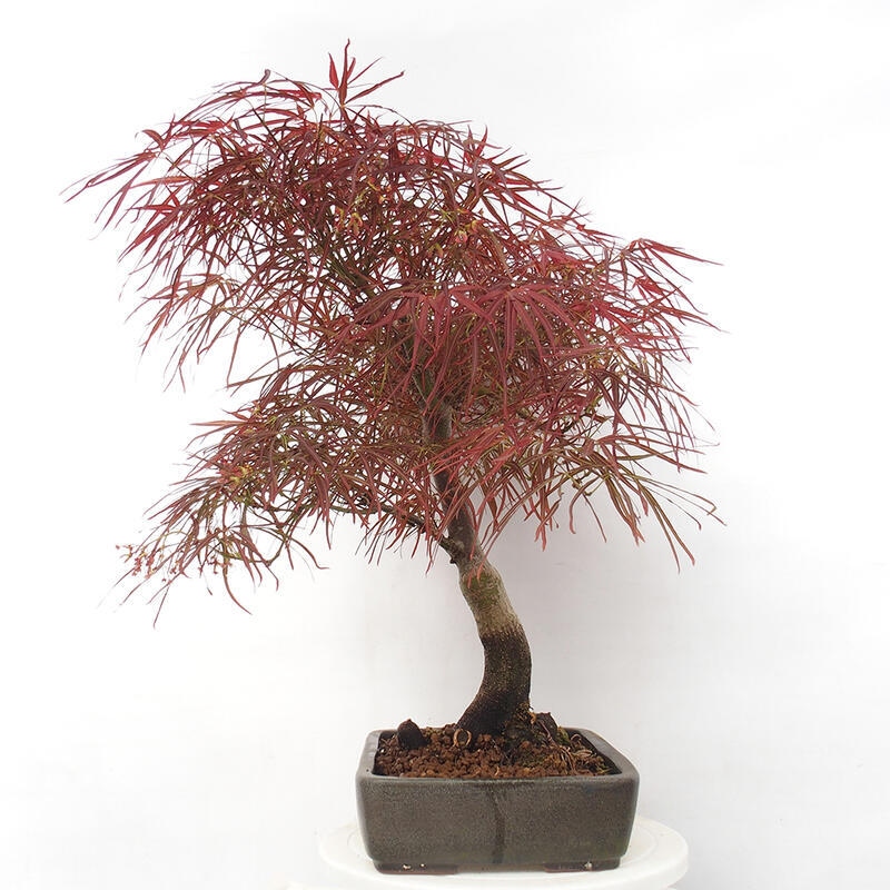Bonsai de exterior - Acer palmatum RED PYGMY