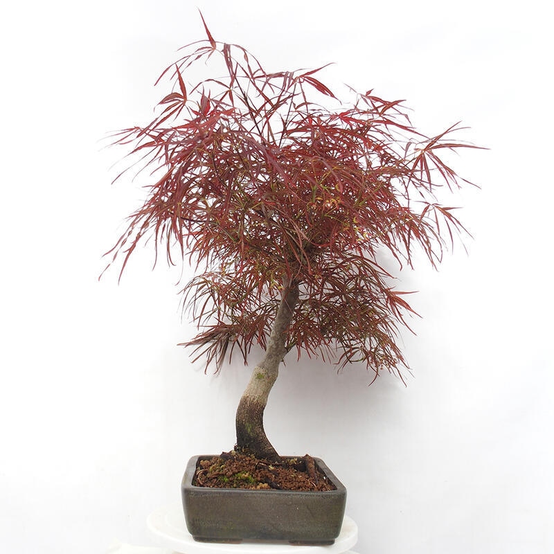 Bonsai de exterior - Acer palmatum RED PYGMY