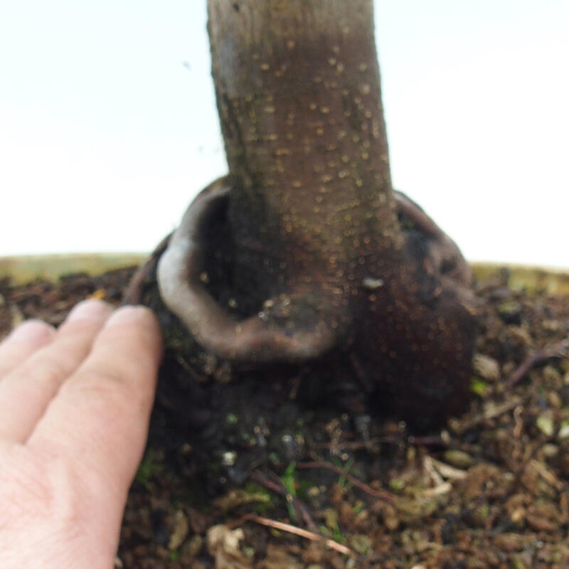 Bonsái de exterior -Palma javor Acer palmatum Shishigashira