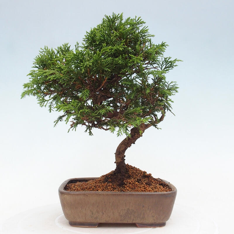 Bonsái de exterior - Juniperus chinensis Itoigawa
