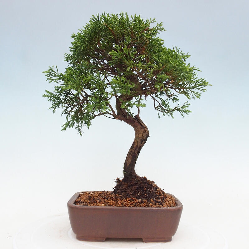 Bonsái de exterior - Juniperus chinensis Itoigawa