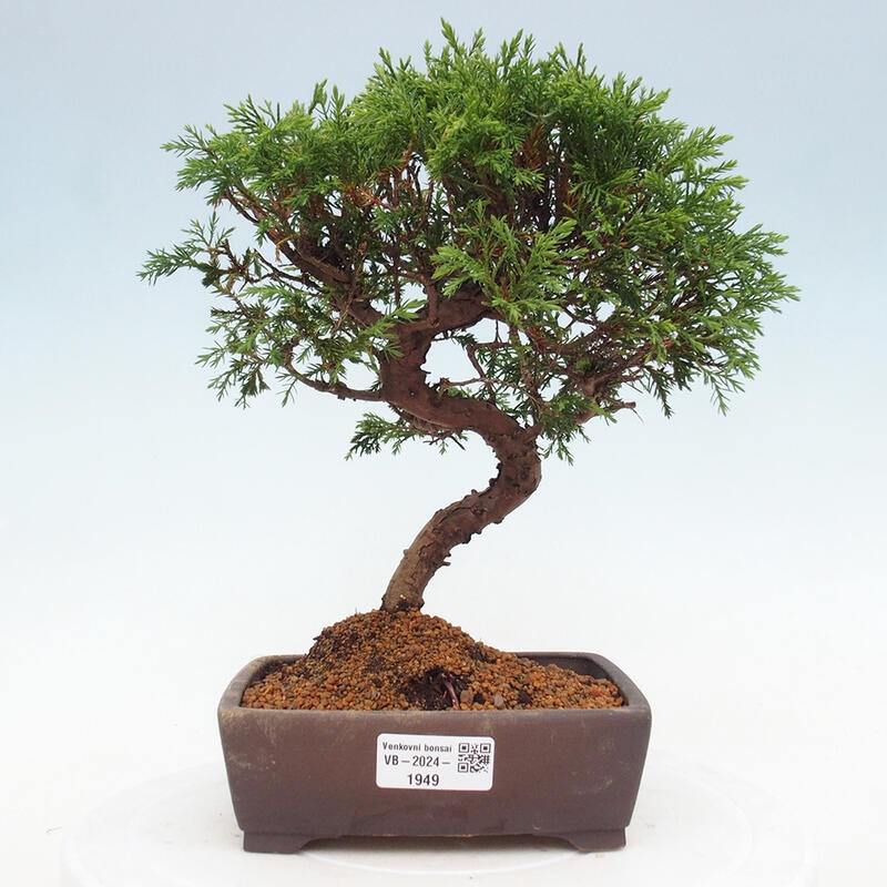 Bonsái de exterior - Juniperus chinensis Itoigawa