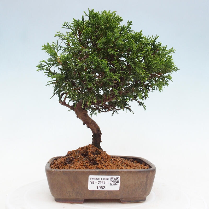 Bonsái de exterior - Juniperus chinensis Itoigawa