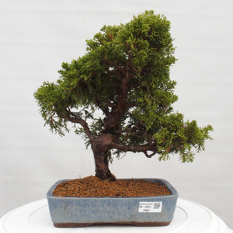 Bonsái de exterior - Juniperus chinensis Itoigawa